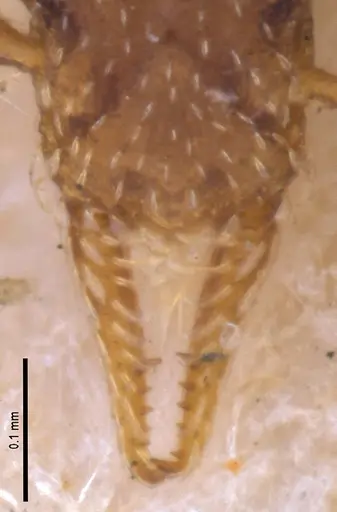 Strumigenys brevicornis - MZSPHYM0140060