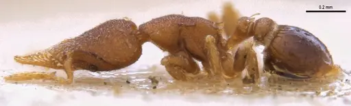 Strumigenys brevicornis - MZSPHYM0140060