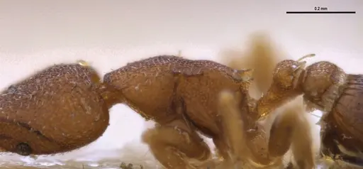 Strumigenys brevicornis - MZSPHYM0140060