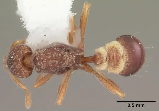 Strumigenys brevisetosa specimen
