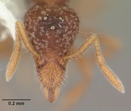 Strumigenys brevisetosa specimen