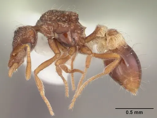 Strumigenys brevisetosa specimen