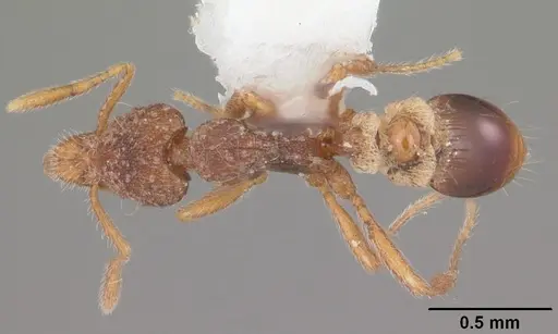 Strumigenys brevisetosa - CASENT0104482