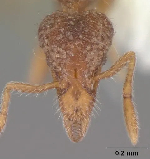 Strumigenys brevisetosa - CASENT0104482