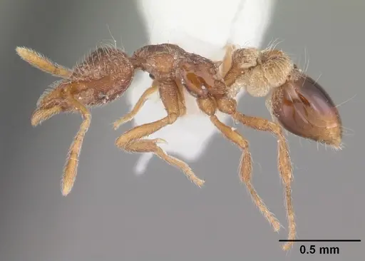 Strumigenys brevisetosa - CASENT0104482