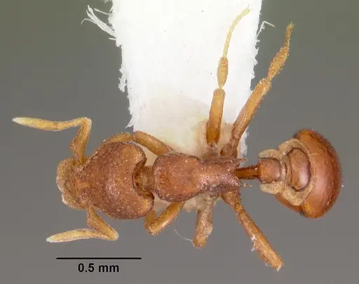 Strumigenys brontes specimen
