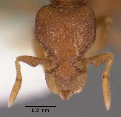 Strumigenys brontes specimen