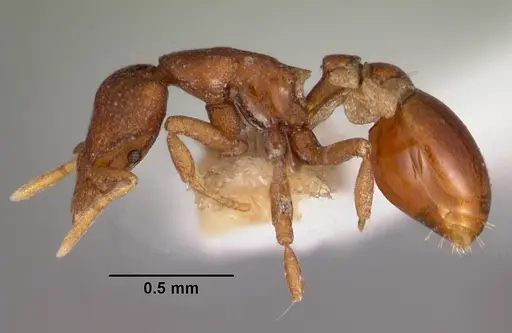 Strumigenys brontes specimen