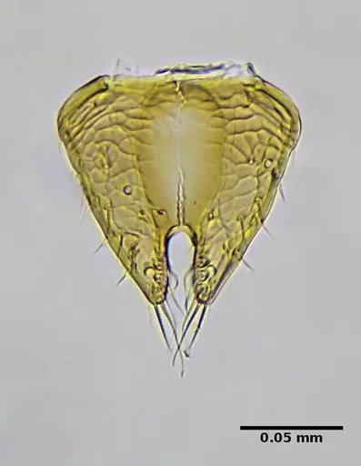 Strumigenys browni specimen