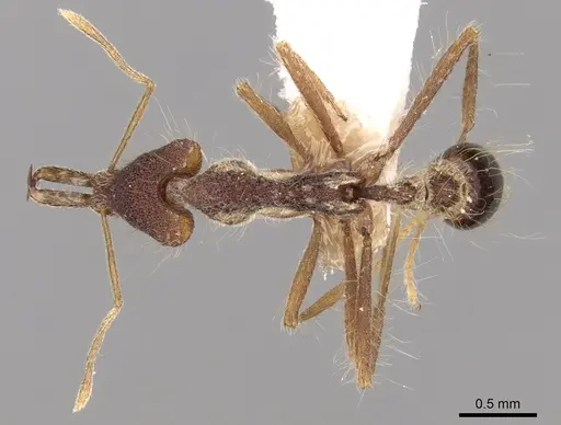 Strumigenys bryanti specimen