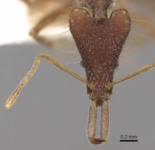 Strumigenys bryanti specimen