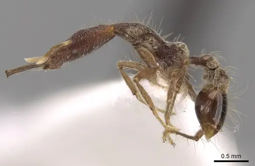 Strumigenys bryanti specimen