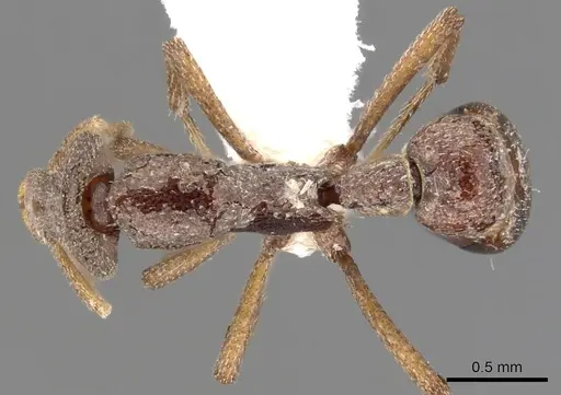 Strumigenys bubisnoda specimen