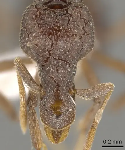 Strumigenys bubisnoda specimen