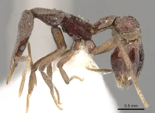 Strumigenys bubisnoda specimen