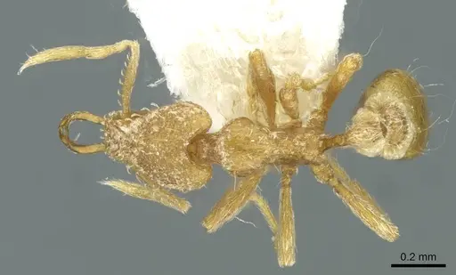 Strumigenys buddhista specimen