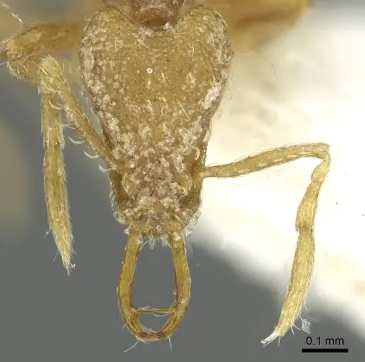 Strumigenys buddhista specimen