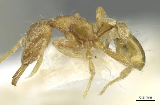 Strumigenys buddhista specimen