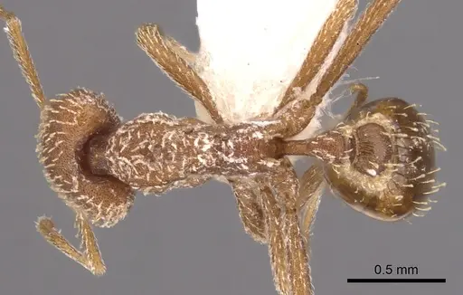 Strumigenys buleru specimen