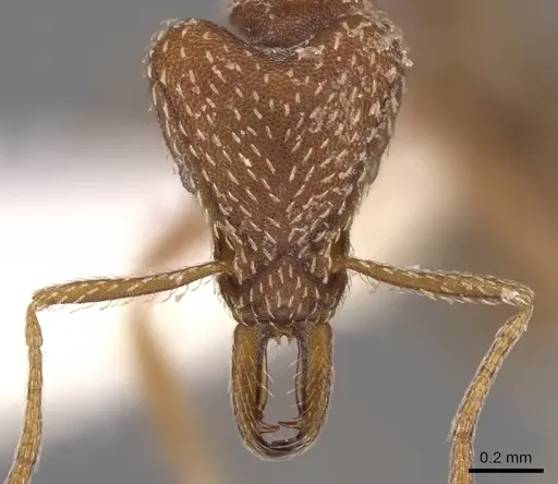 Strumigenys buleru specimen