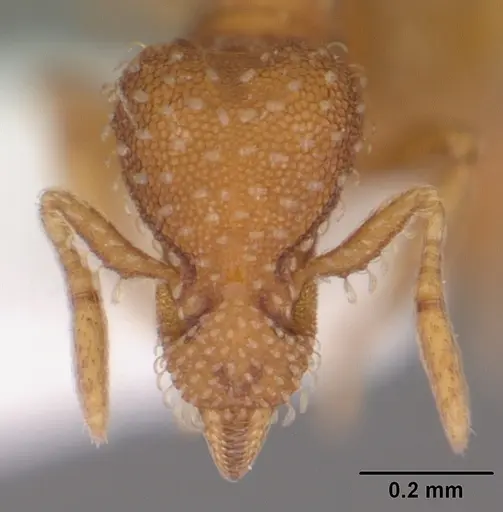 Strumigenys bunki specimen