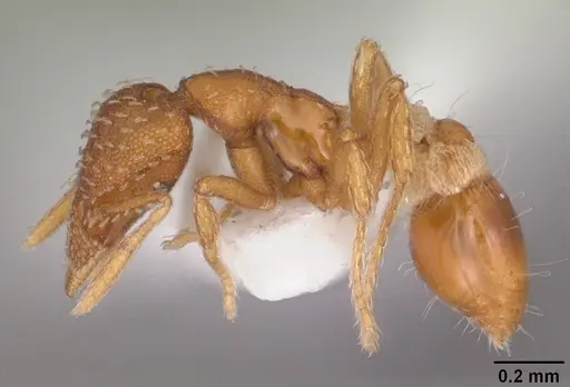 Strumigenys bunki specimen