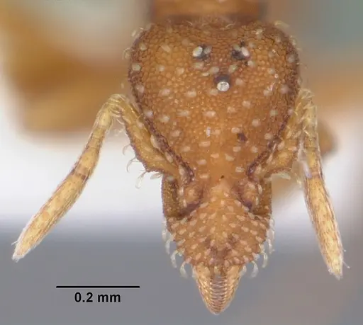 Strumigenys bunki - CASENT0104337