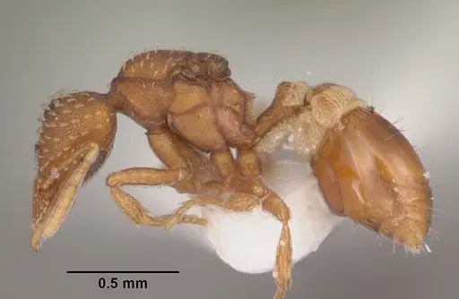 Strumigenys bunki - CASENT0104337