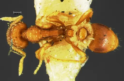 Strumigenys bunki - CASENT0105658