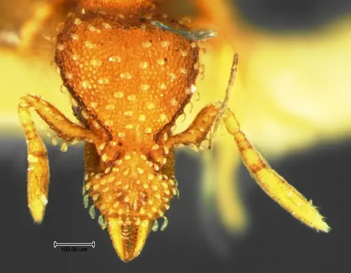 Strumigenys bunki - CASENT0105658