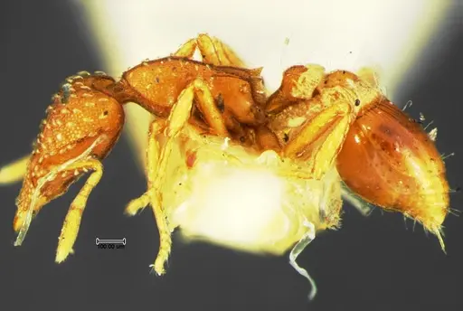 Strumigenys bunki - CASENT0105658