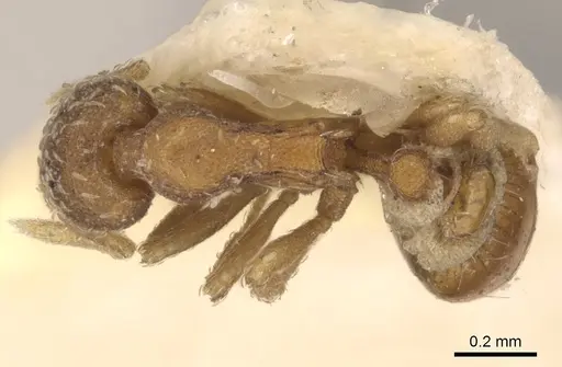 Strumigenys bunki - CASENT0900165