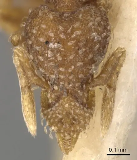 Strumigenys bunki - CASENT0900165