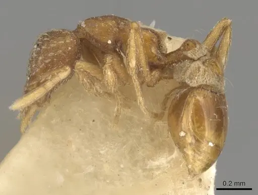 Strumigenys bunki - CASENT0900165