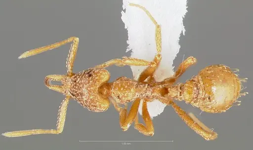 Strumigenys cabira specimen