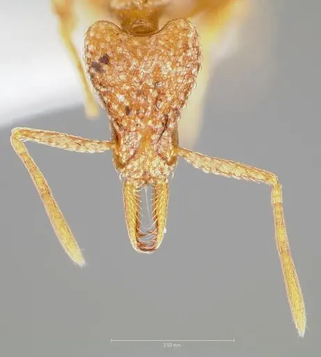 Strumigenys cabira specimen