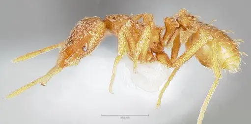 Strumigenys cabira specimen