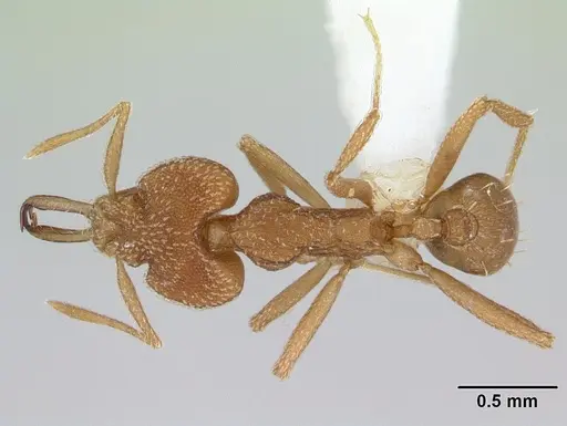 Strumigenys cacaoensis specimen