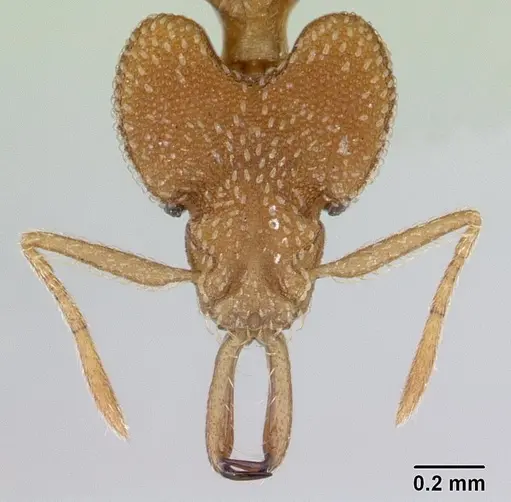 Strumigenys cacaoensis specimen