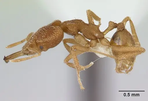 Strumigenys cacaoensis specimen