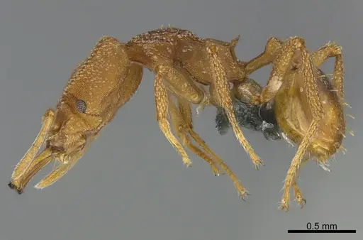 Strumigenys cacaoensis - CASENT0290151