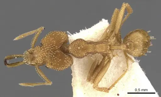 Strumigenys cacaoensis - CASENT0900596