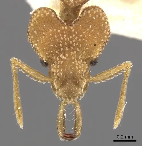 Strumigenys cacaoensis - CASENT0900596