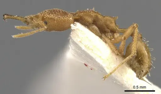 Strumigenys cacaoensis - CASENT0900596