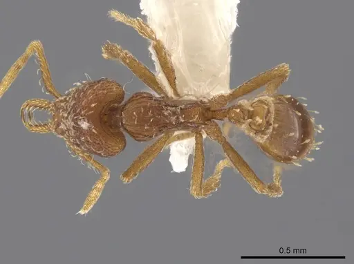 Strumigenys calamita specimen