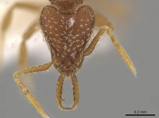 Strumigenys calamita specimen