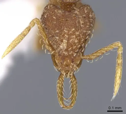 Strumigenys calamita - CASENT0914731