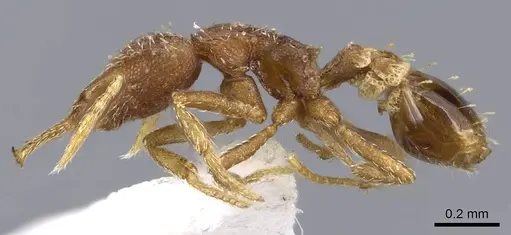 Strumigenys calamita - CASENT0914731