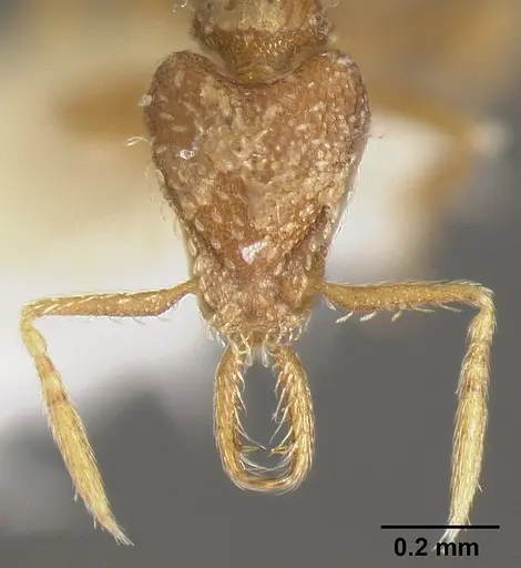 Strumigenys calamita - JTLC000007691