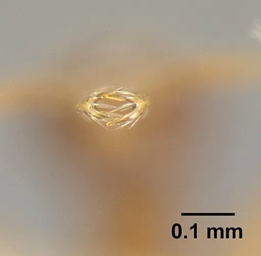 Strumigenys calamita - JTLC000007691